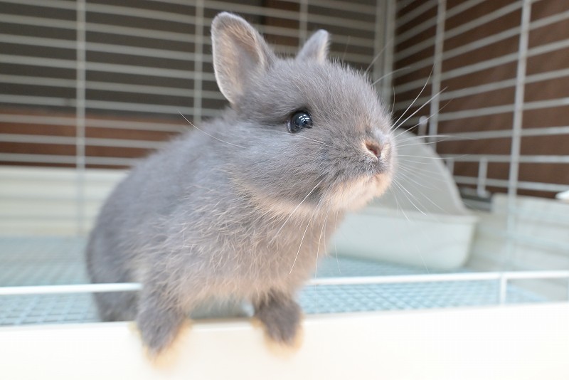 ネザーランドドワーフ No.1380 | うさぎ専門店ラッキーハート- うさぎ