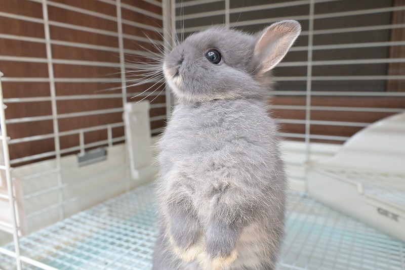 ネザーランドドワーフ No.1380 | うさぎ専門店ラッキーハート- うさぎ