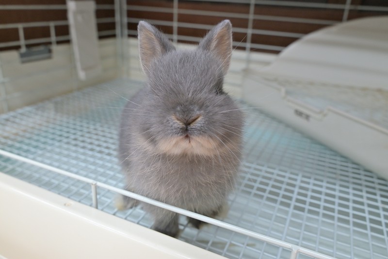 ネザーランドドワーフ No.1380 | うさぎ専門店ラッキーハート- うさぎ