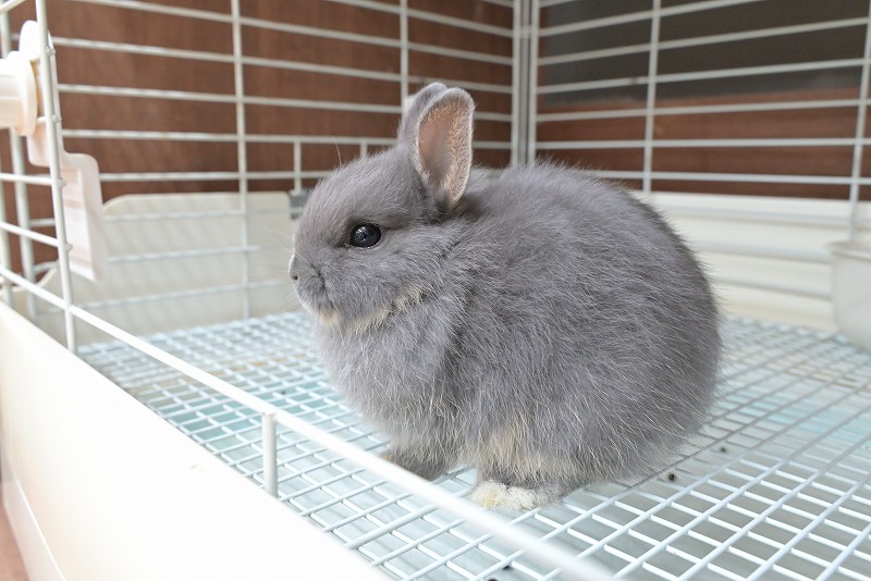 ネザーランドドワーフ No.1380 | うさぎ専門店ラッキーハート- うさぎ