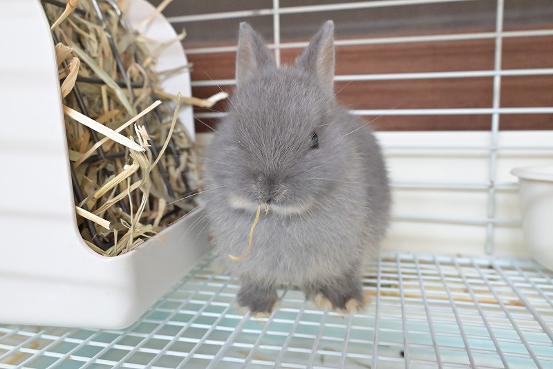 2点セットに変更　ネザーランドドワーフ様 2点セットに変更 ネザーランドドワーフ様 2点セットに変更