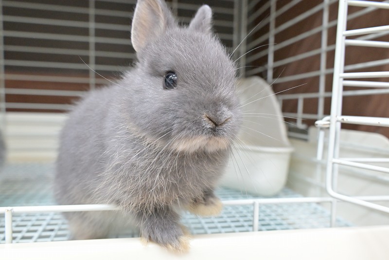 ネザーランドドワーフ No.1380 | うさぎ専門店ラッキーハート- うさぎ