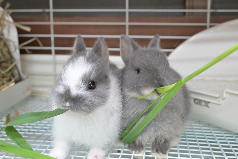 ネザーランドドワーフ No.1380 | うさぎ専門店ラッキーハート- うさぎ