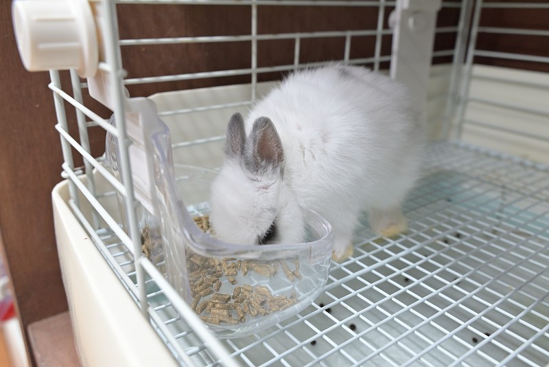 ネザーランドドワーフ No.1382 | うさぎ専門店ラッキーハート- うさぎ