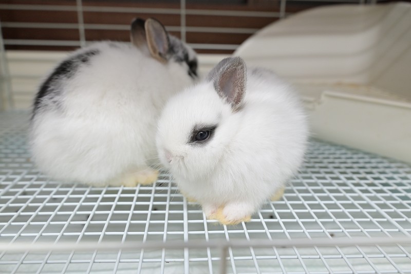 ⭐️超人気 ウサギ　触り心地が柔らかい 4点セット（バラ売り可） ネザーランドドワーフ No.1382 | うさぎ専門店ラッキーハート- うさぎ