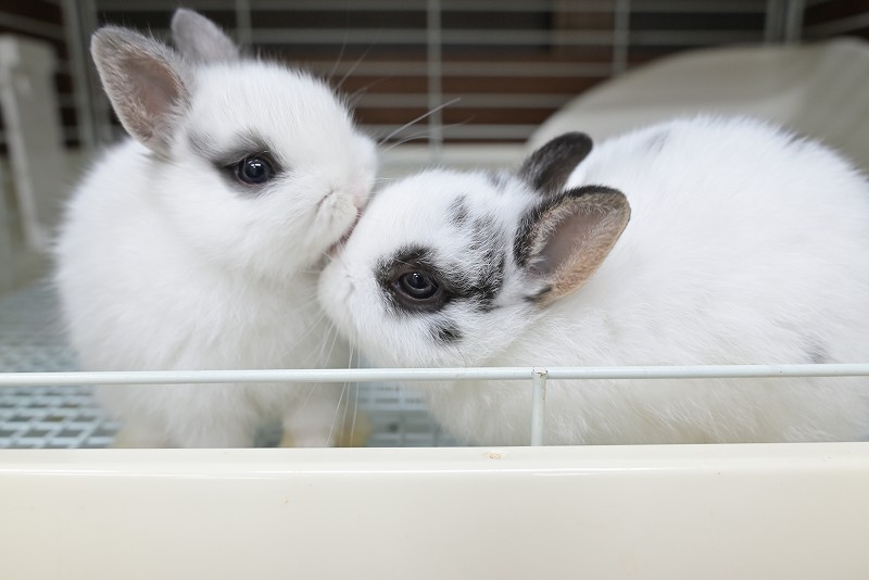 うさぎハート ネザーランドドワーフ No.1382 | うさぎ専門店ラッキーハート- うさぎ