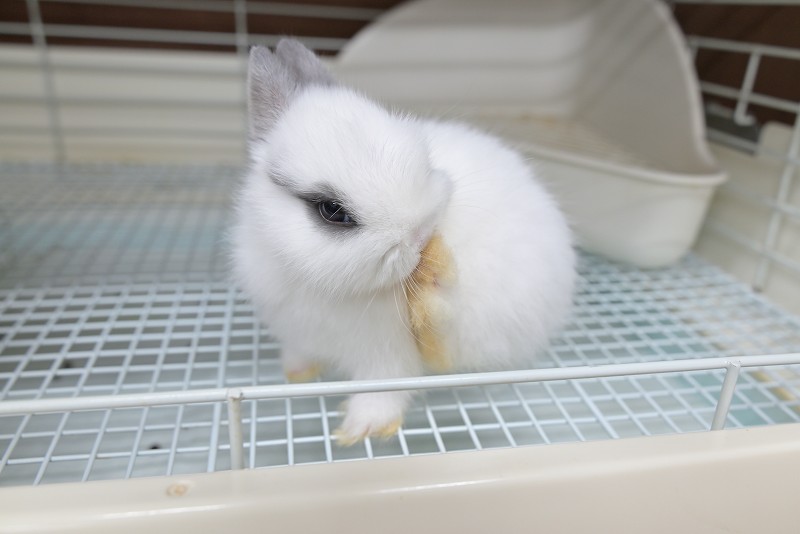 ネザーランドドワーフ No.1382 | うさぎ専門店ラッキーハート- うさぎ