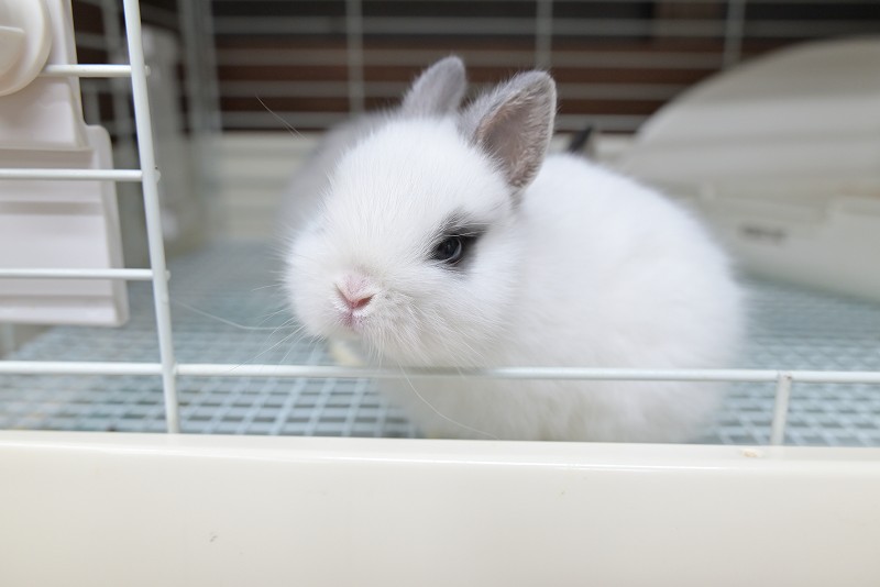 うさぎハート ネザーランドドワーフ No.1382 | うさぎ専門店ラッキーハート- うさぎ