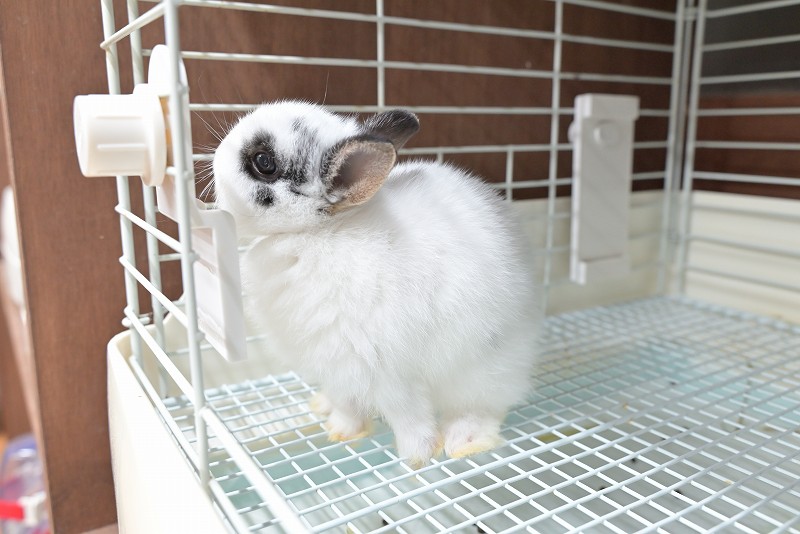 ネザーランドドワーフ No.1383 | うさぎ専門店ラッキーハート- うさぎ