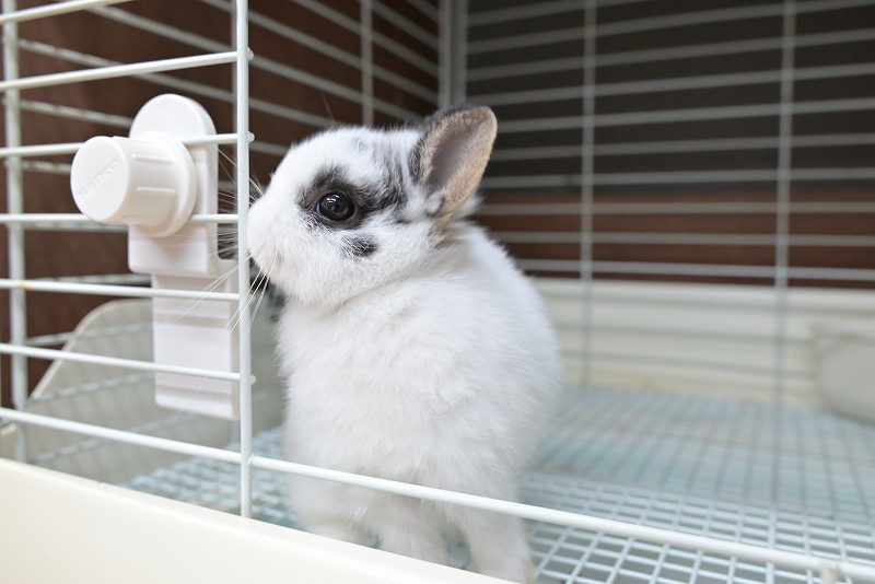 ネザーランドドワーフ No.1383 | うさぎ専門店ラッキーハート- うさぎ