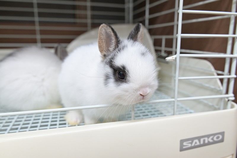 2点セットに変更　ネザーランドドワーフ様 2点セットに変更 ネザーランドドワーフ様 ネザーランドドワーフ No