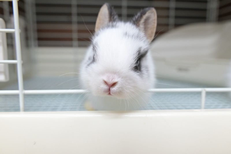 ネザーランドドワーフ No.1383 | うさぎ専門店ラッキーハート- うさぎ