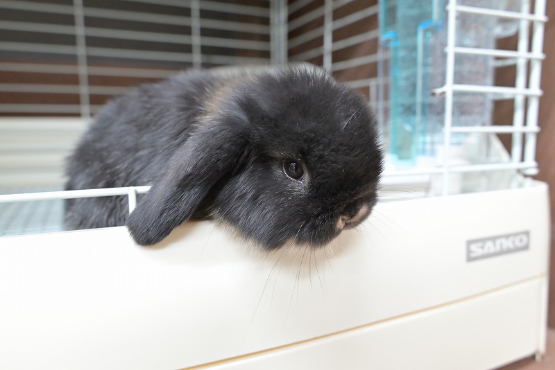 ホーランドロップ No.1385 | うさぎ専門店ラッキーハート- うさぎ専門