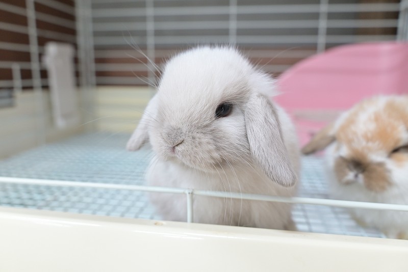 ホーランドロップ No.1387