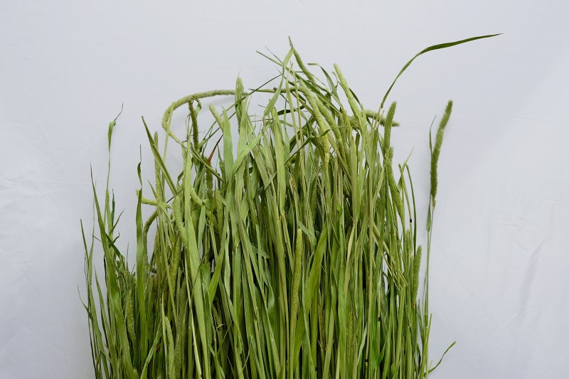 ワイルドヘイ 3束 ※2015年産