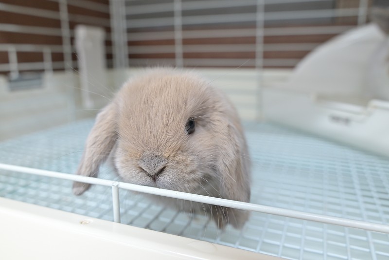 ホーランドロップ No.1388