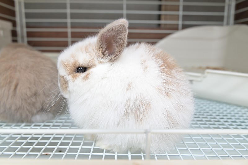 ホーランドロップ No.1500