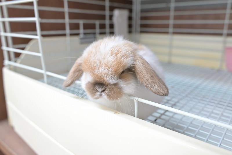 ホーランドロップ No.1501