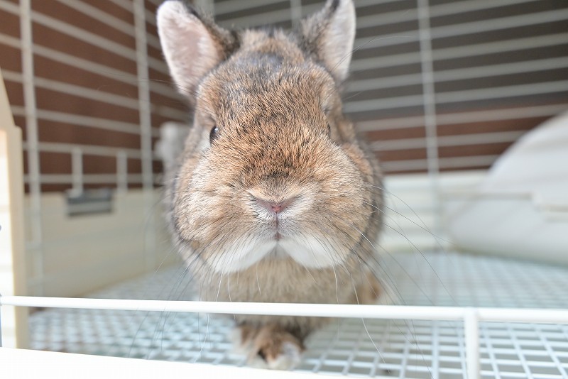 ネザーランドドワーフ(成体) No.1502