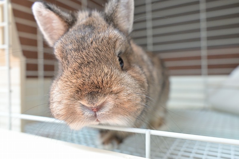 ネザーランドドワーフ(成体) No.1502