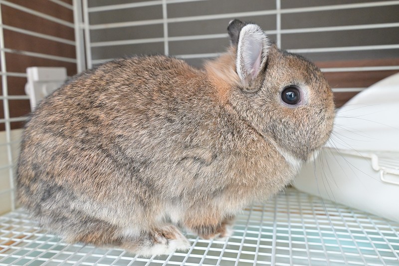 ネザーランドドワーフ(成体) No.1502