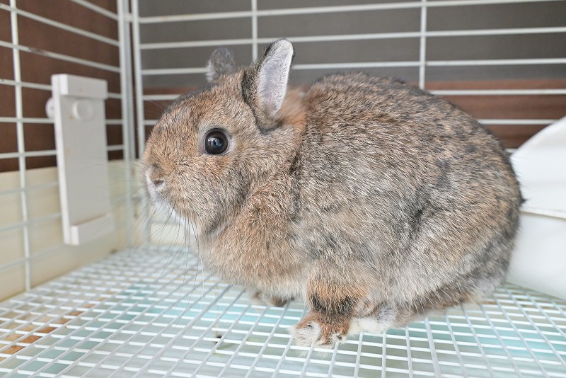 ネザーランドドワーフ(成体) No.1502 | うさぎ専門店ラッキーハート