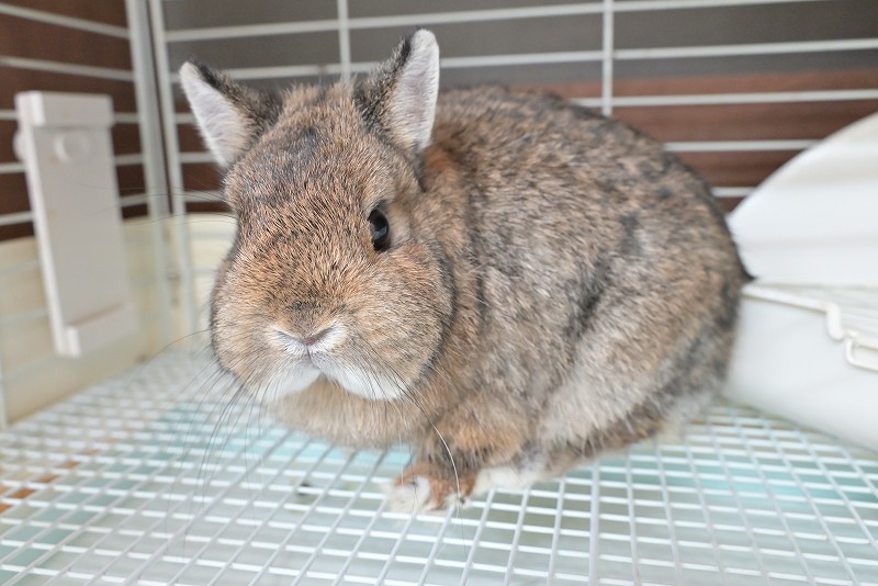 ネザーランドドワーフ(成体) No.1502