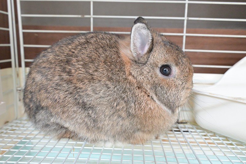 ネザーランドドワーフ(成体) No.1502