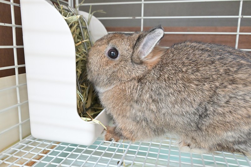 ネザーランドドワーフ(成体) No.1502