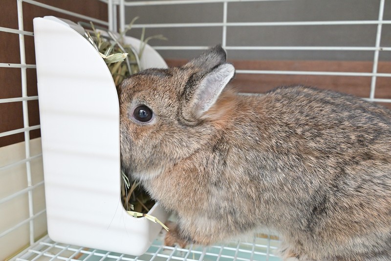 ネザーランドドワーフ(成体) No.1502