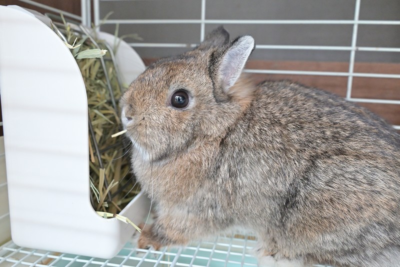 ネザーランドドワーフ(成体) No.1502