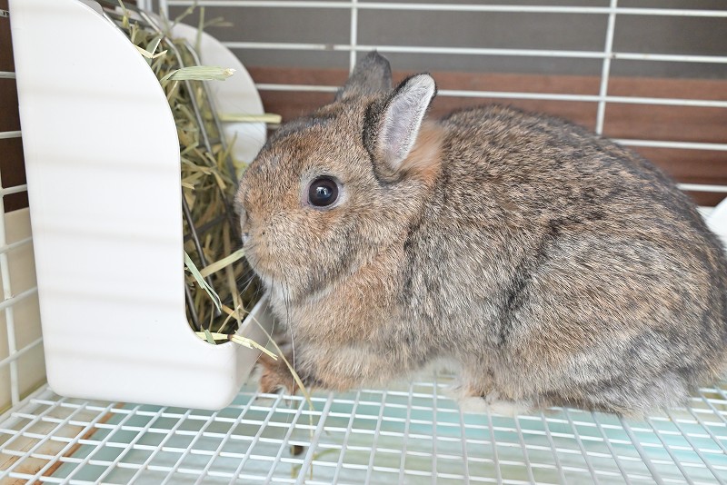 ネザーランドドワーフ(成体) No.1502