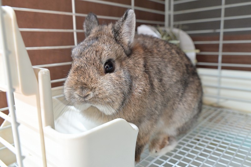 ネザーランドドワーフ(成体) No.1502