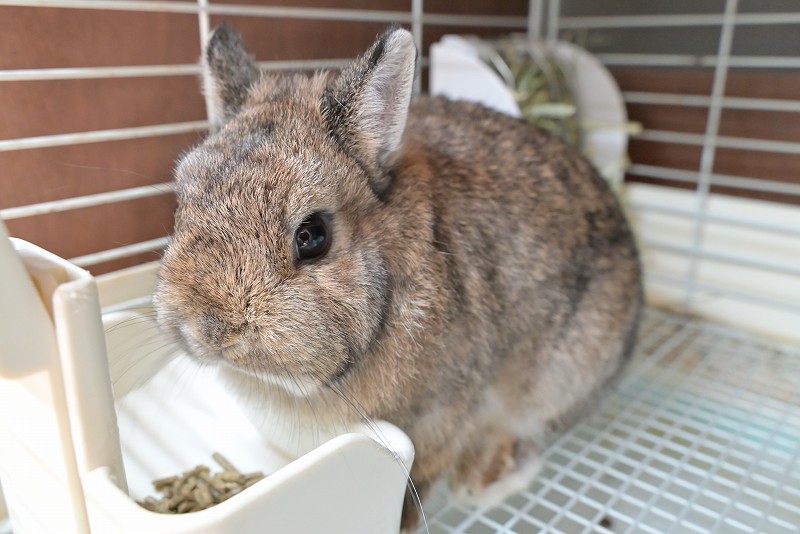 ネザーランドドワーフ(成体) No.1502