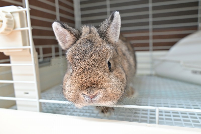 ネザーランドドワーフ(成体) No.1502