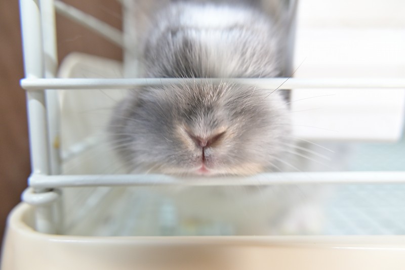 ネザーランドドワーフ No.1503