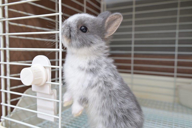 ネザーランドドワーフ No.1503 | うさぎ専門店ラッキーハート- うさぎ