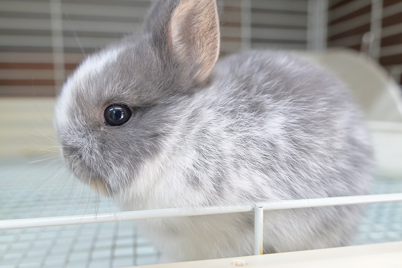 ネザーランドドワーフ No.1503