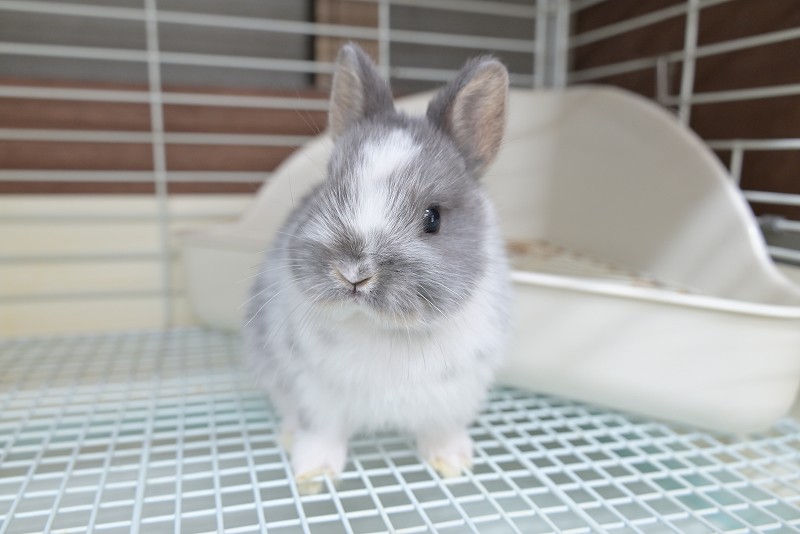 ネザーランドドワーフ No.1503