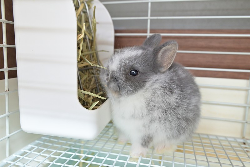 ネザーランドドワーフ No.1503