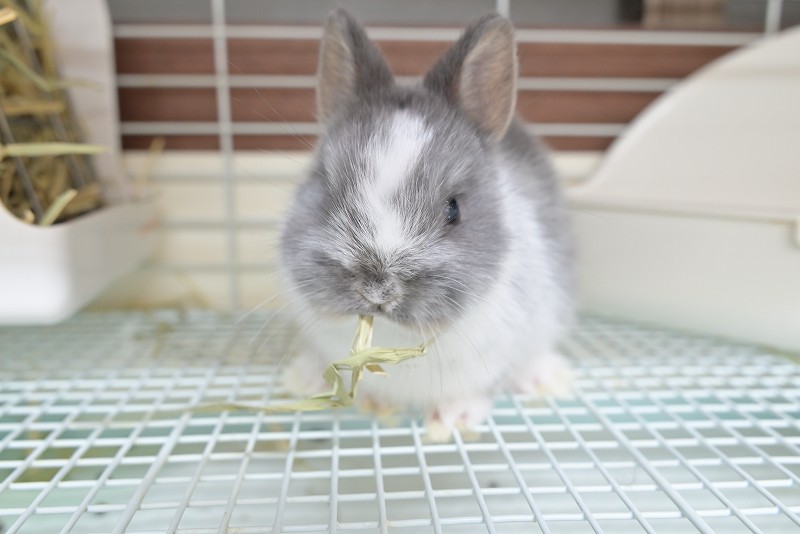 ネザーランドドワーフ No.1503