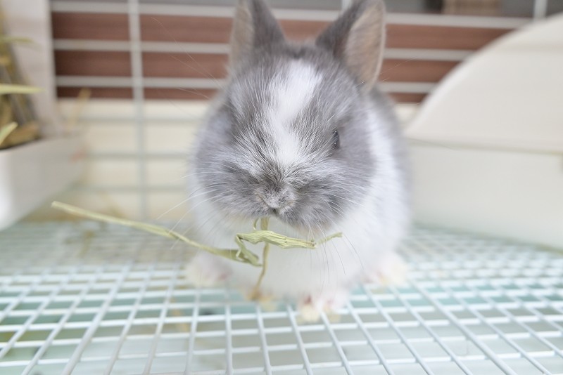 ネザーランドドワーフ No.1503 | うさぎ専門店ラッキーハート- うさぎ