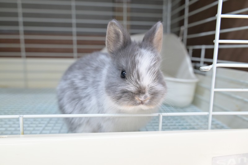 ネザーランドドワーフ No.1503