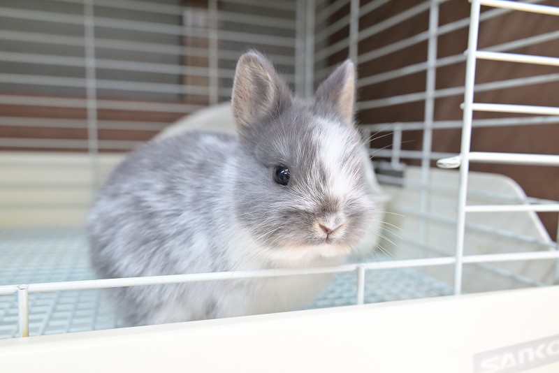 ネザーランドドワーフ No.1503