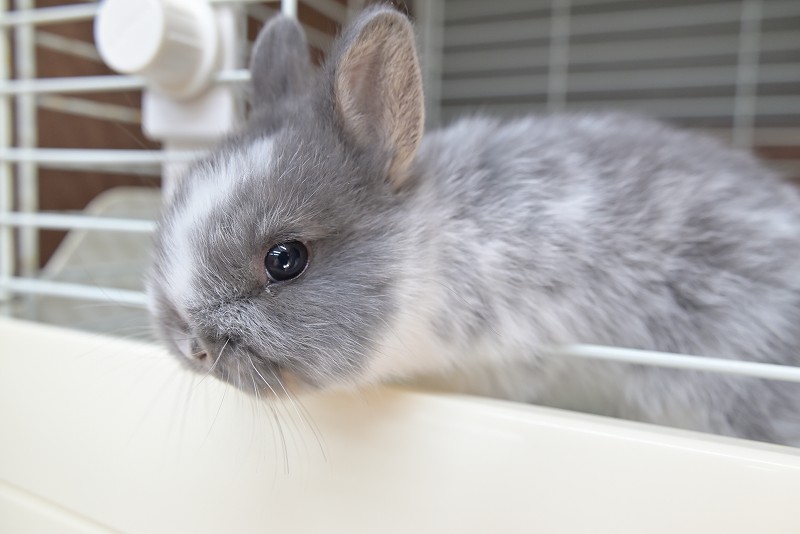 ネザーランドドワーフ No.1503