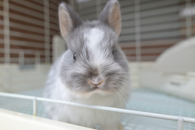 ネザーランドドワーフ No.1503