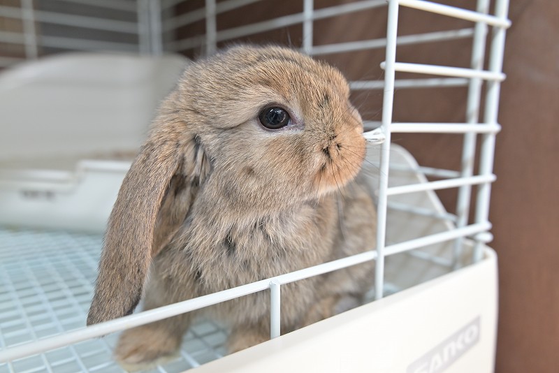 子うさぎ - うさぎ専門店ラッキハート