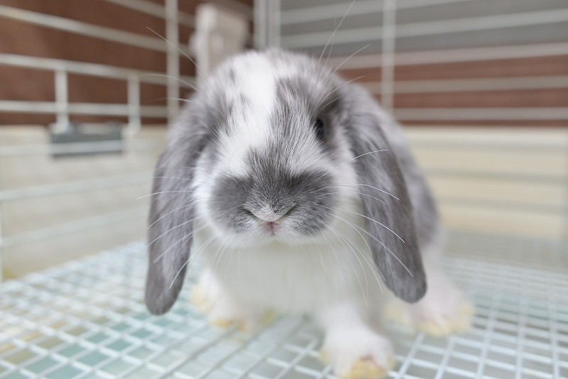 ミックス No.1506