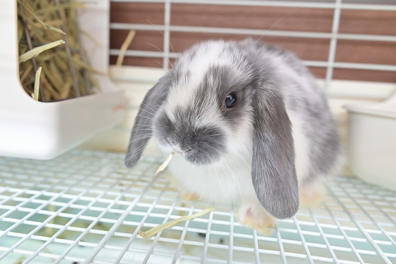 ミックス No.1506