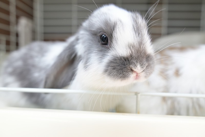 ミックス No.1506